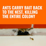 TERRO Ant Killer Bait Stations T300B - Liquid Bait to Eliminate Ants - Bait System - 12 Count Stations for Effective Indoor Ant Control